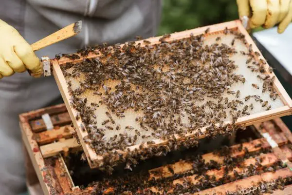 How to Get Rid of Honey Bees