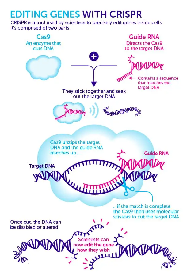  CRISPR Cancer