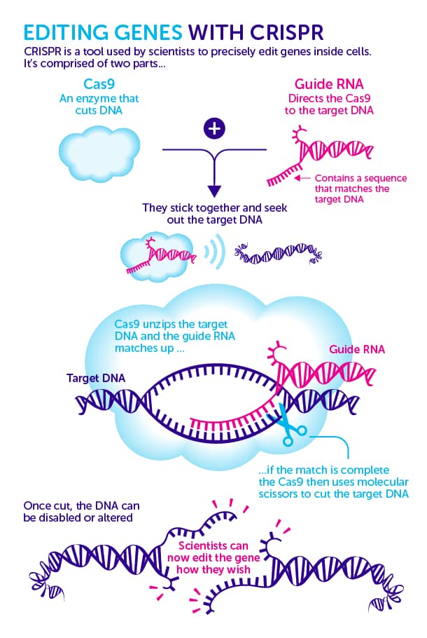 CRISPR Cancer