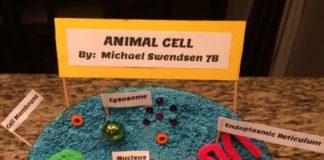 Animal Cell Project