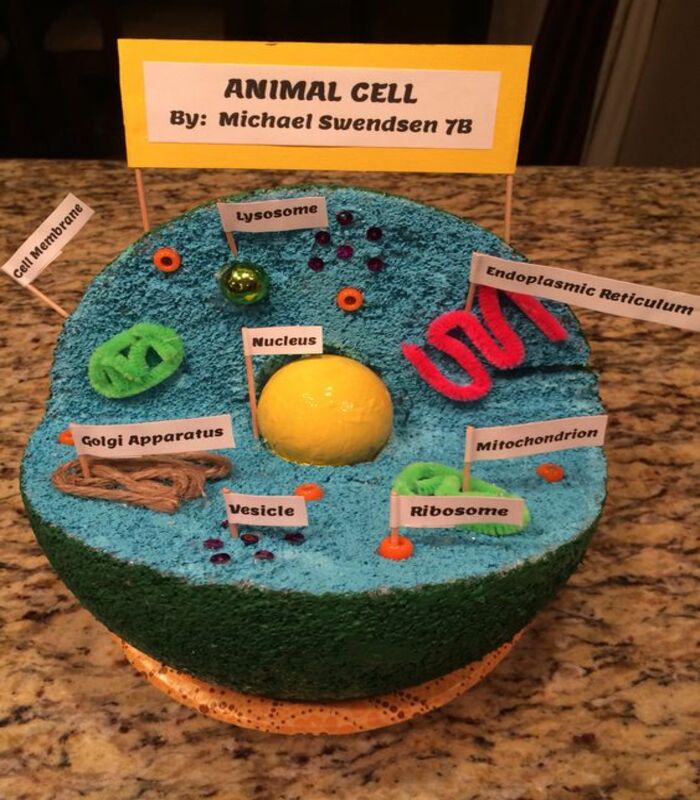 Animal Cell Project : Best Structure And Design Animal Cell Project