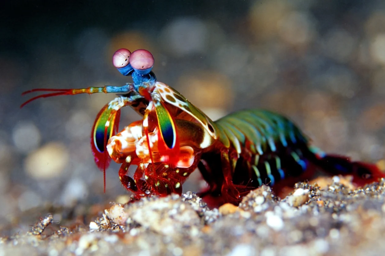 How Fast Can a Mantis Shrimp Punch?